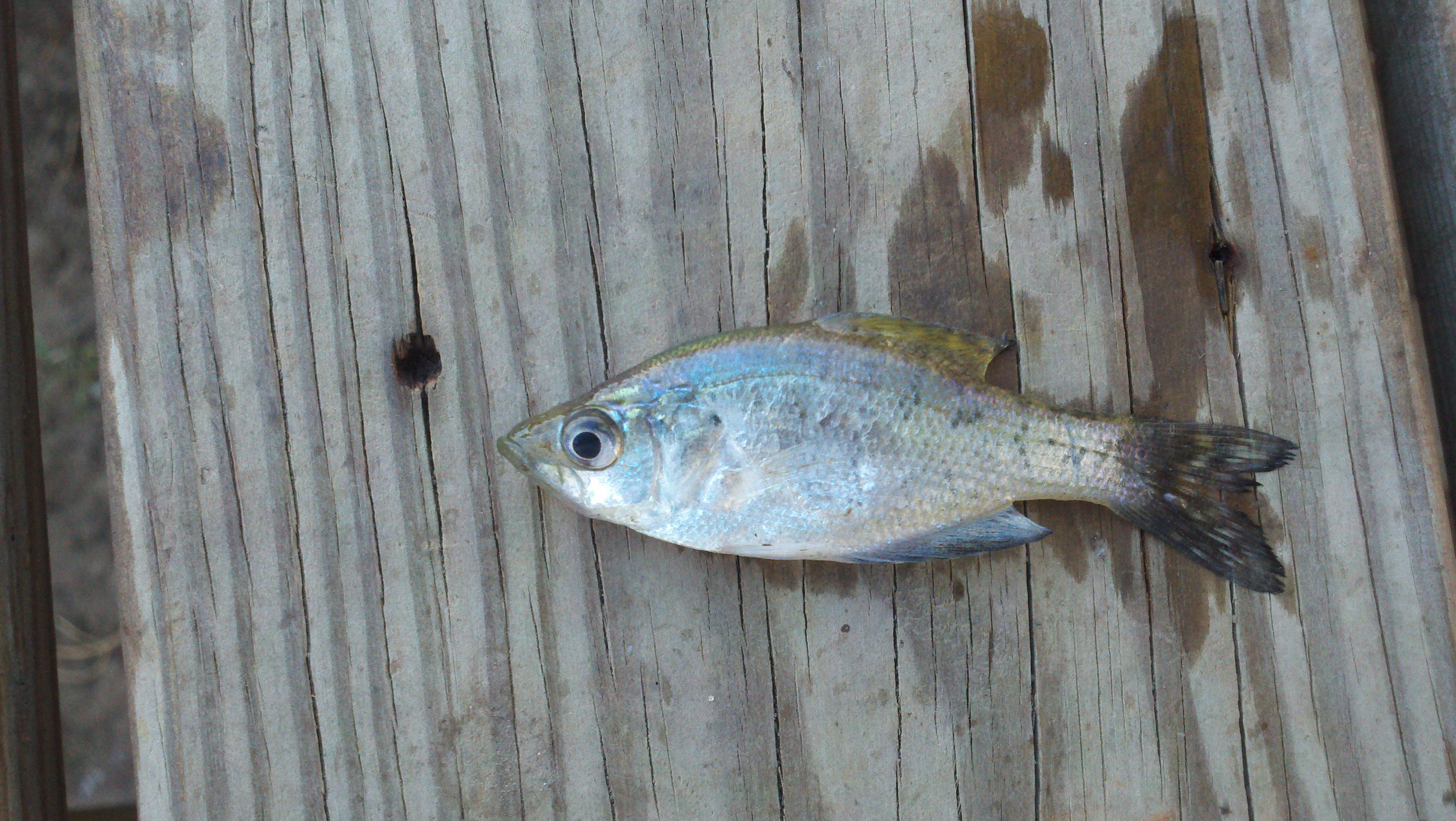 Attached picture Fish_ID.jpg