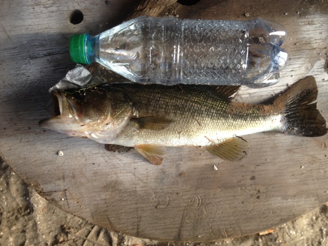 Attached picture Smaller than normal LMB with Bottle.jpg