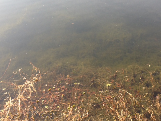 Attached picture Pond bank veg.01.29.2013.jpg