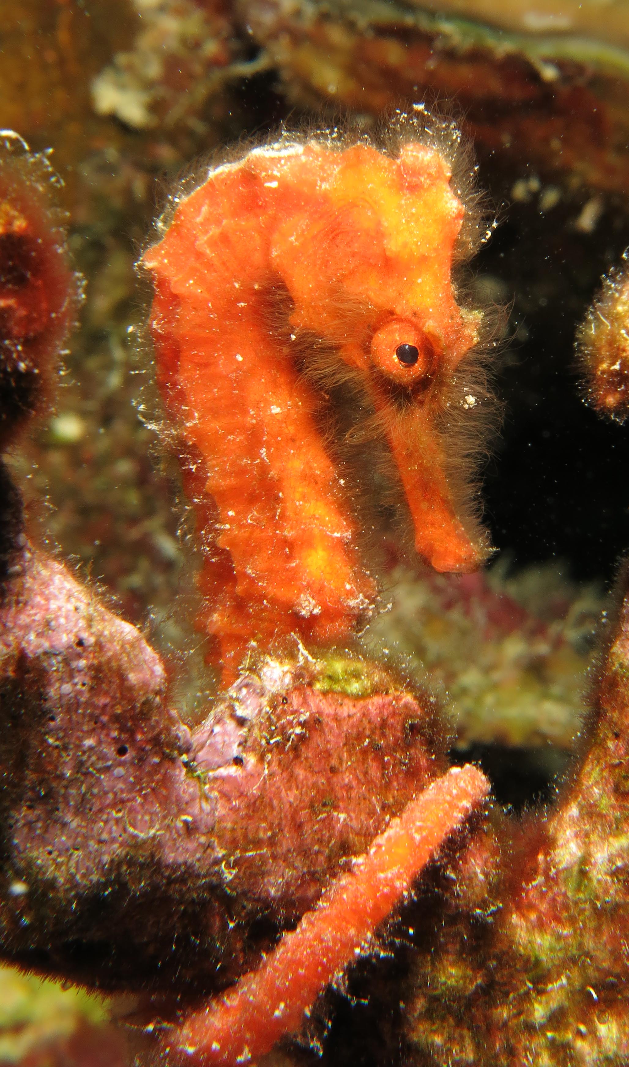 Attached picture Juvenal orange seahorse.jpg