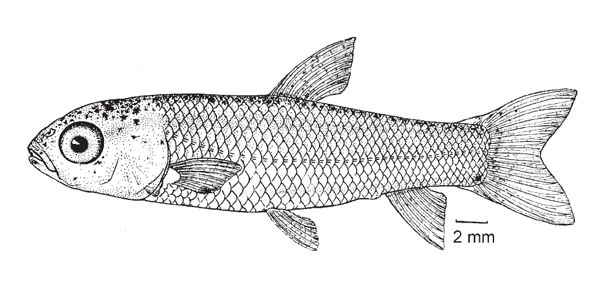 Attached picture baby carp 1.jpg
