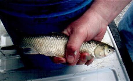 Attached picture baby carp 2.jpg