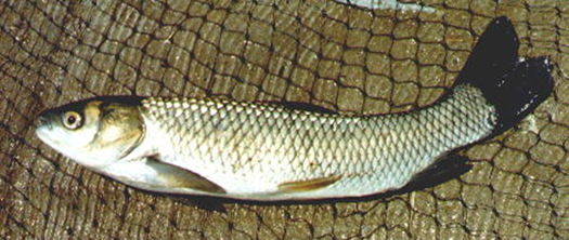 Attached picture baby carp 3.jpg