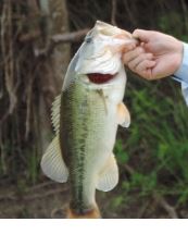 Attached picture bass3.JPG