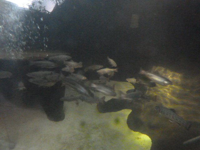 October-17th-2015-aquaponics-system-photos-8AM-sunlight-through-aquarium-pond-window-trout.JPG
