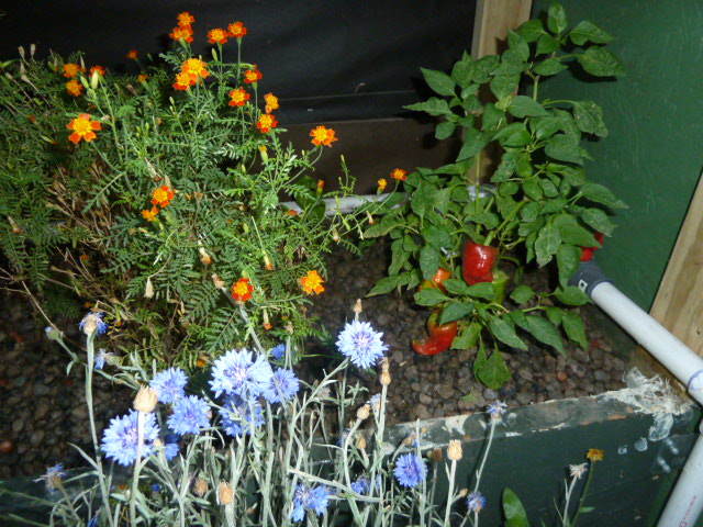 October-17th-2015-aquaponics-system-photos-8AM-sunlight-marigolds-red-peppers.JPG
