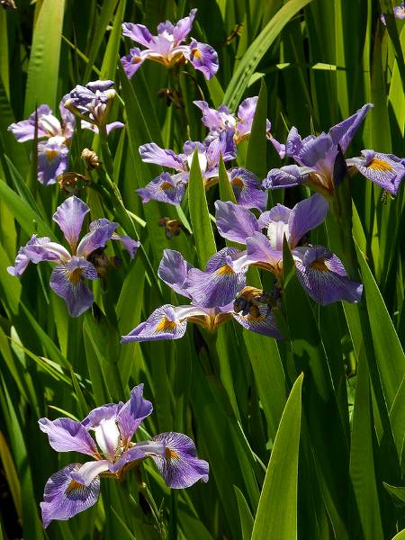 Attached picture aablue_pond_iris6.jpg