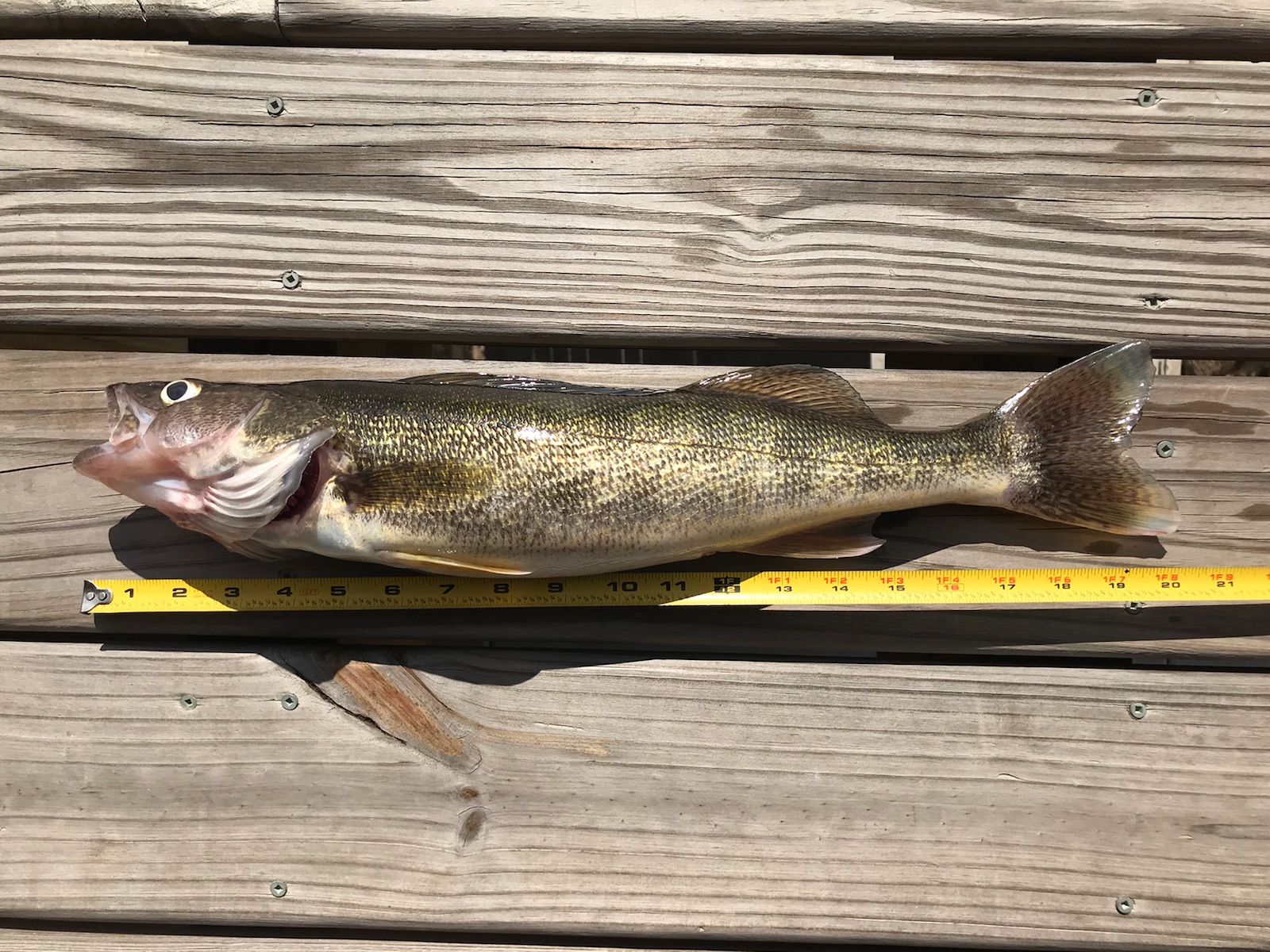 Attached picture Walleye92518.jpg