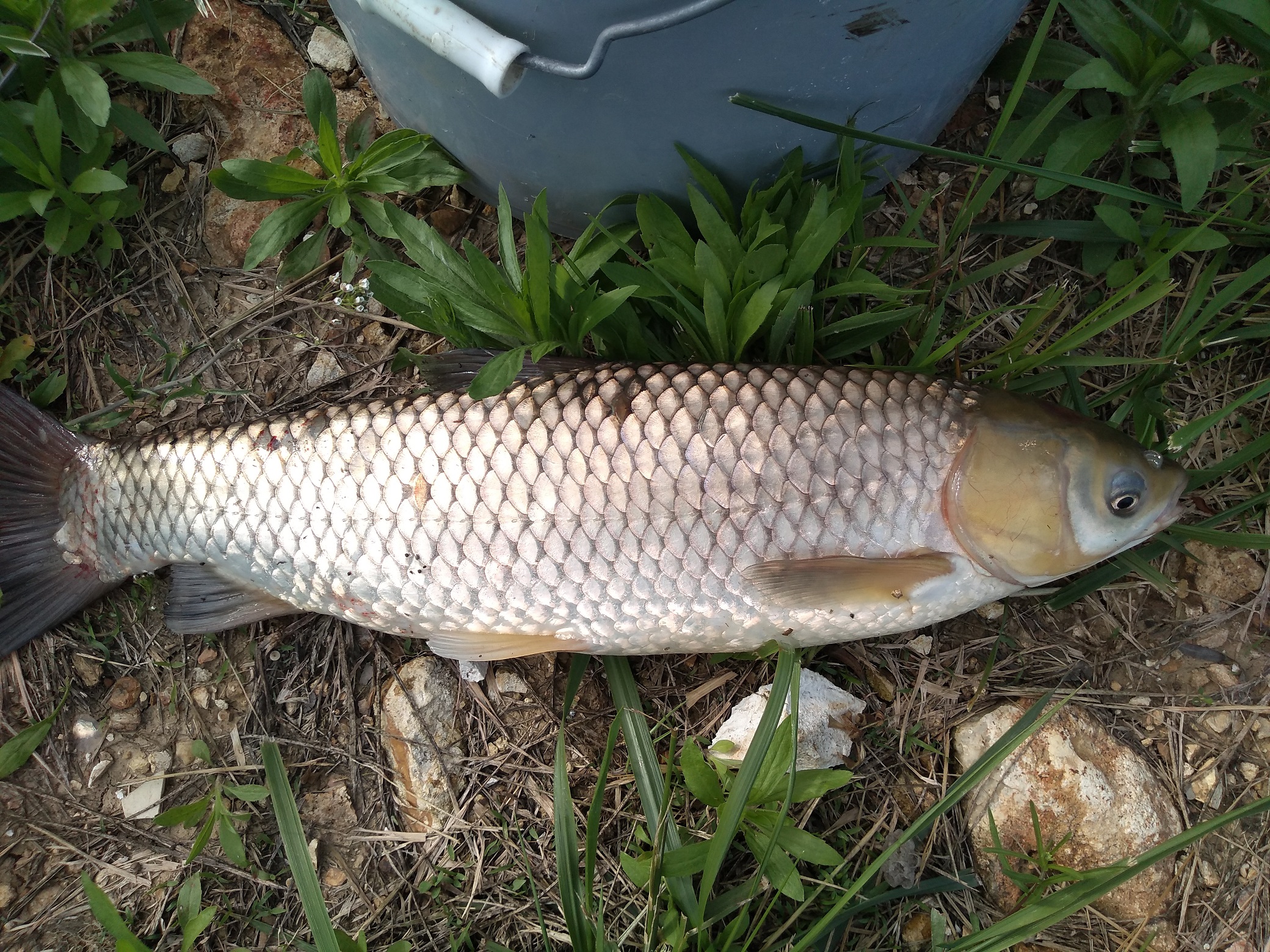 Attached picture carp.jpg