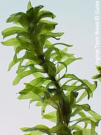 Attached picture Elodea.jpg