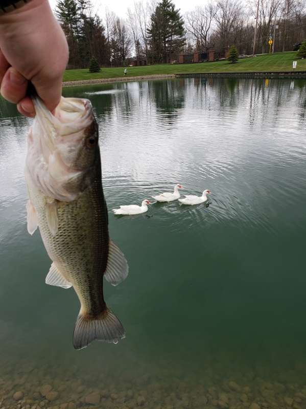 Attached picture bass1.jpg