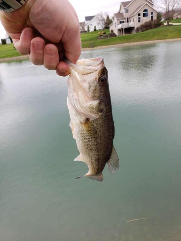 Attached picture bass3.jpg