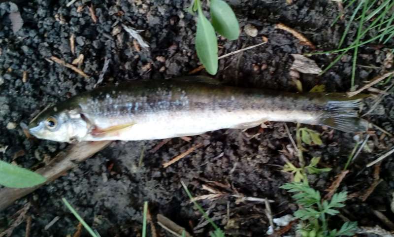 Attached picture minnow_id2.jpg
