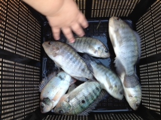 Attached picture Tilapia1.JPG