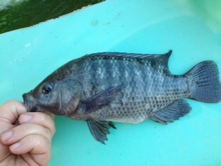Attached picture Tilapia2.JPG