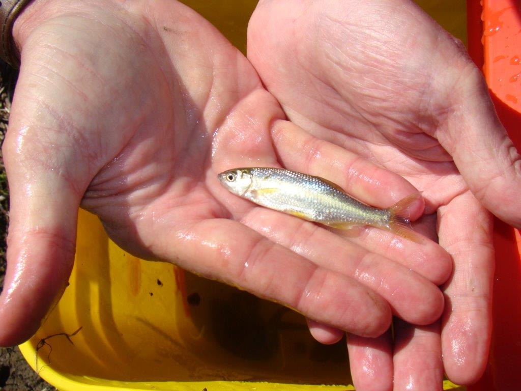 Attached picture Minnow.jpg